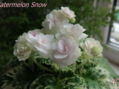 Сенполии Watermelon Snow