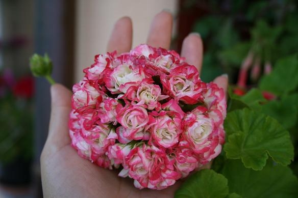 Пеларгонии Apple Blossom Rosebud