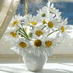 Сарапина Юлия